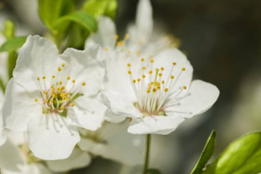 Güzel Erik çiçekleri 