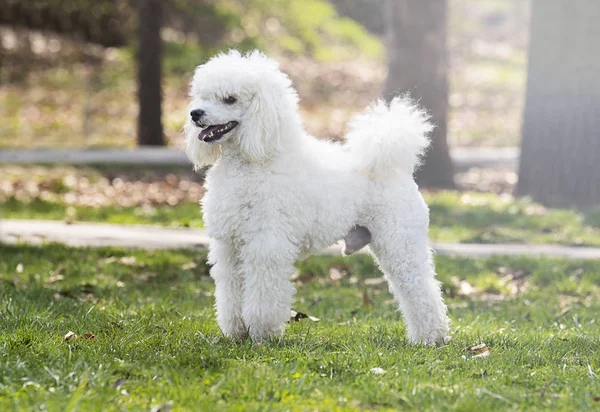 Beautiful white poodle — Stock Photo, Image