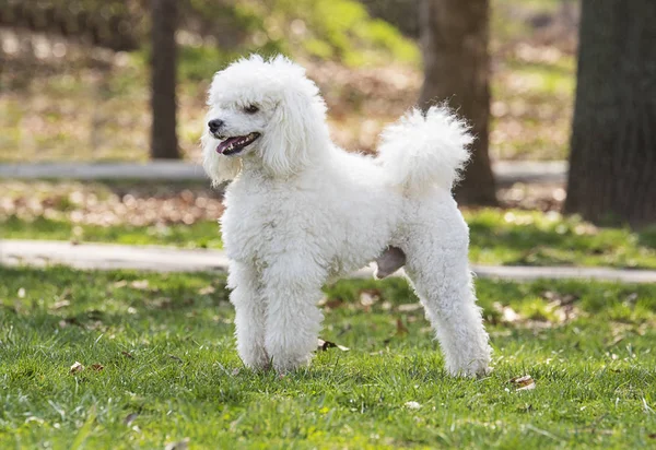 Beautiful white poodle — Stock Photo, Image