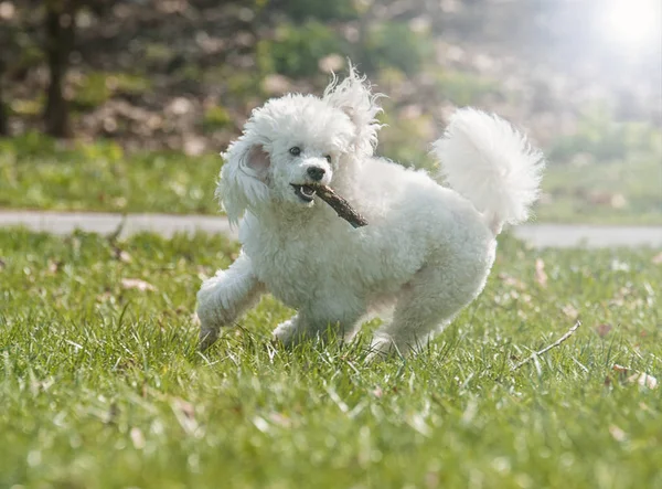 Hermoso caniche blanco — Foto de Stock