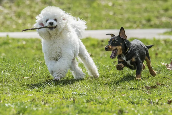 Beaux deux chiens — Photo