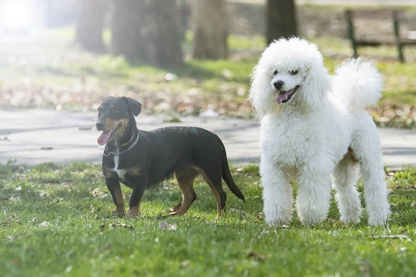Όμορφη δύο σκυλιά — Φωτογραφία Αρχείου
