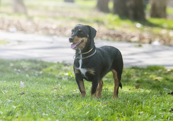 Hund i parken — Stockfoto