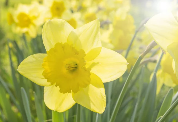 ニースの花 narcisuss — ストック写真