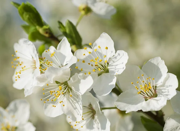 Fina plommon blommor — Stockfoto