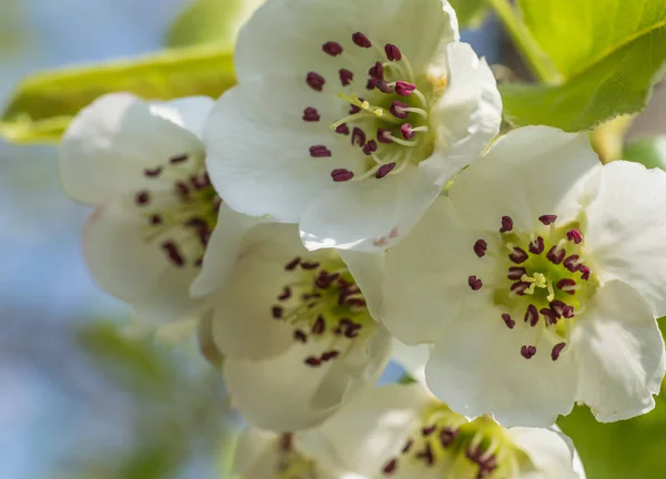 Nice plum flowers — Stock Photo, Image