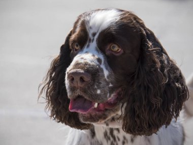 Springer spaniel portresi