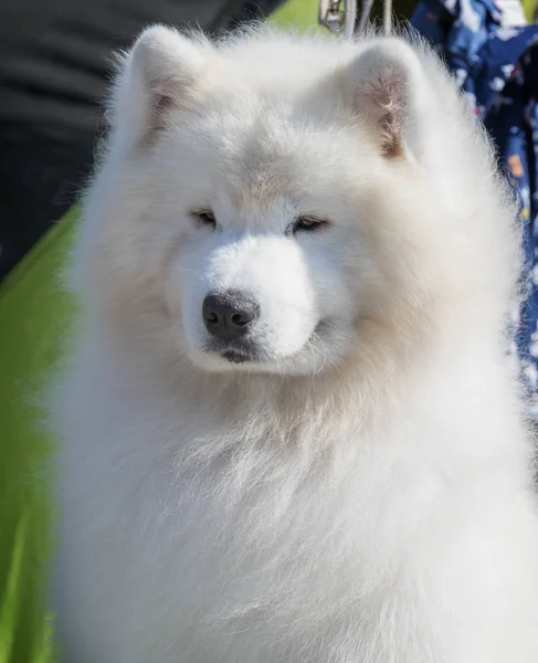 Porträtt av samojed — Stockfoto