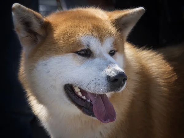 秋田犬の肖像画 — ストック写真