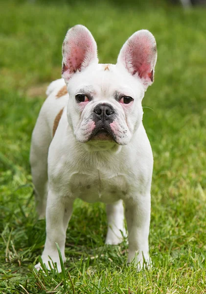 Bulldog francês branco — Fotografia de Stock
