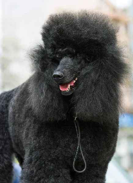 Poodle francês padrão preto — Fotografia de Stock