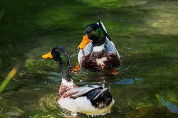 Twee mooie mannelijke eenden — Stockfoto