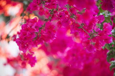  Bahar çiçekleri doğada