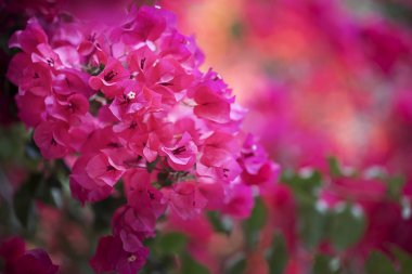  Bahar çiçekleri doğada