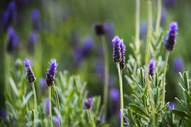  Bahar çiçekleri doğada