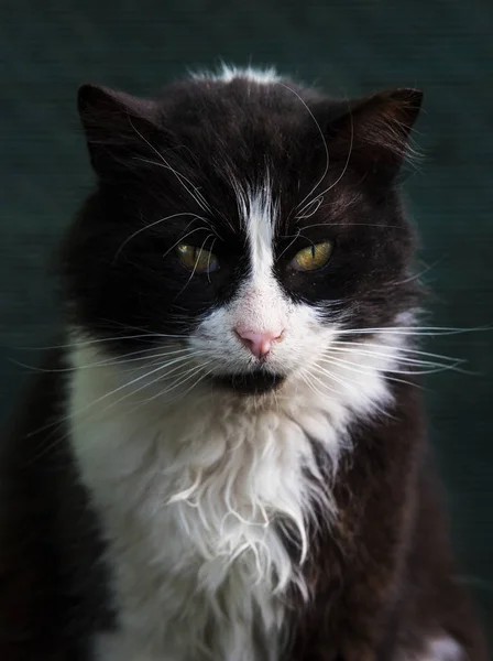 Gato preto e branco — Fotografia de Stock