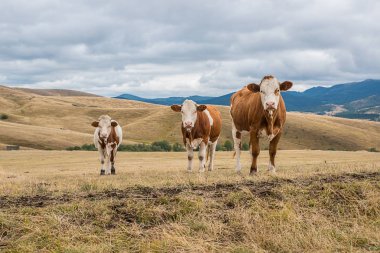 İnekler simental ırkı