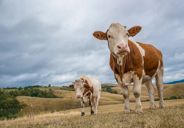 Vacas carrera simental — Foto de Stock