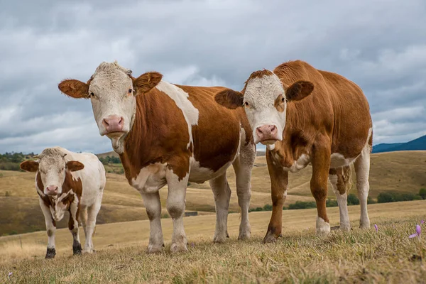 Vacas carrera simental — Foto de Stock