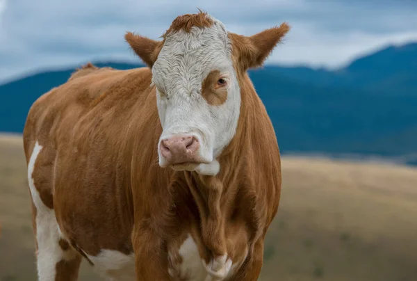 Cows simental race — Stock Photo, Image