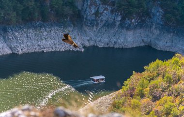 uçan Kızıl akbaba 