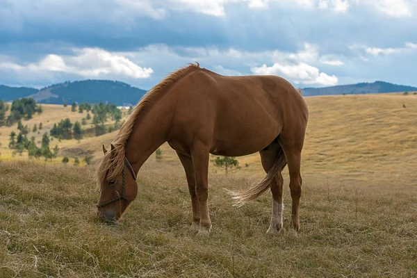 Krásné hnědé koně — Stock fotografie