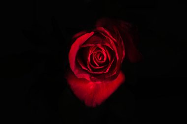 güzel kırmızı gül 