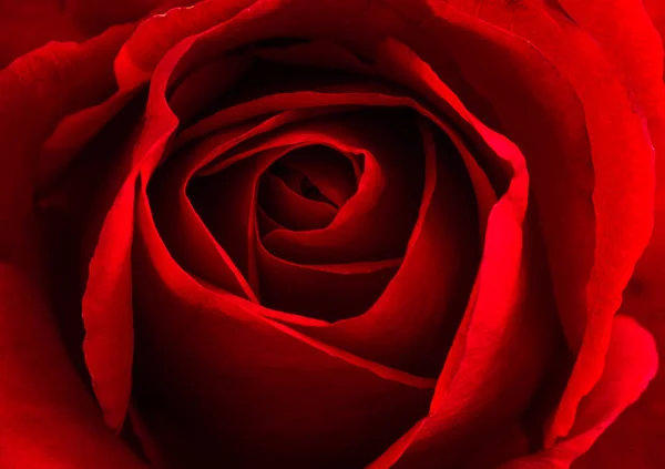 Beautiful red rose — Stock Photo, Image