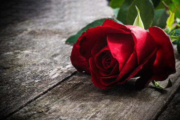 Beautiful red roses — Stock Photo, Image