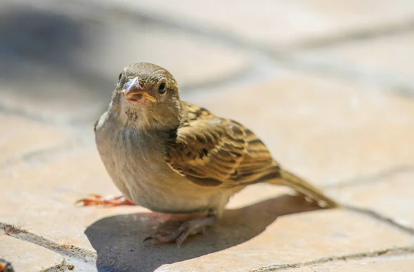 Young beautiful sparrow — Stock Photo, Image