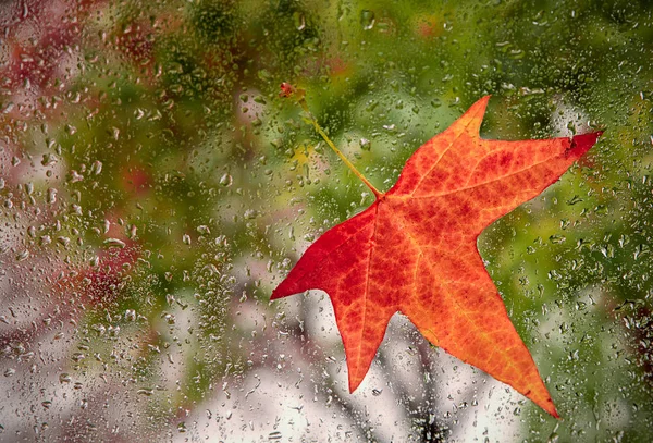 Leaves on the wet window