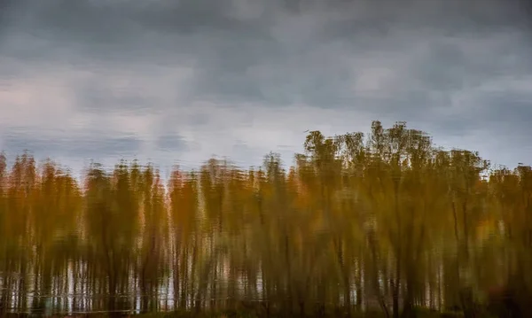 Reflexiones sobre los bosques — Foto de Stock