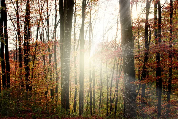 Güzel orman sonbahar manzara — Stok fotoğraf