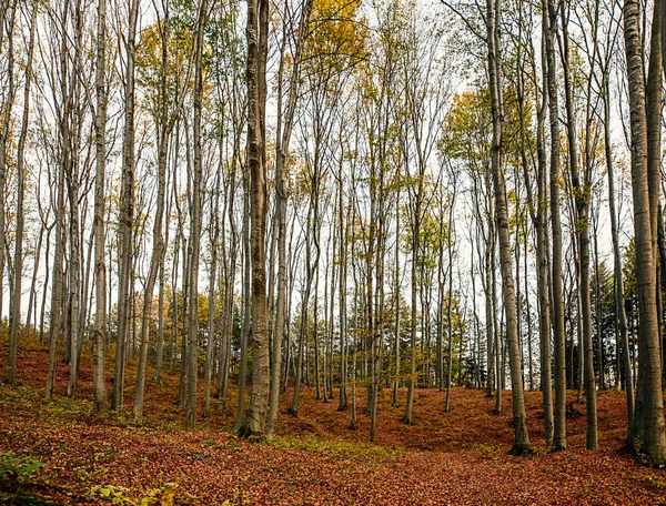 Hermoso bosque otoño paisaje —  Fotos de Stock