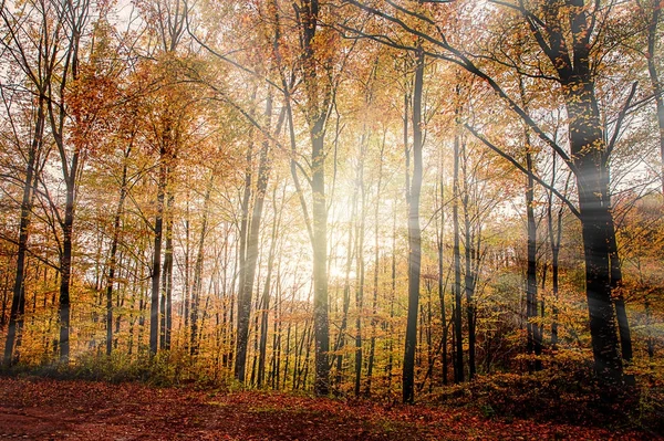 Güzel orman sonbahar manzara — Stok fotoğraf