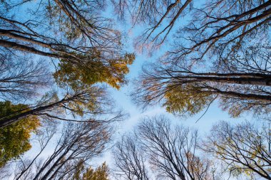 Güzel orman parçası