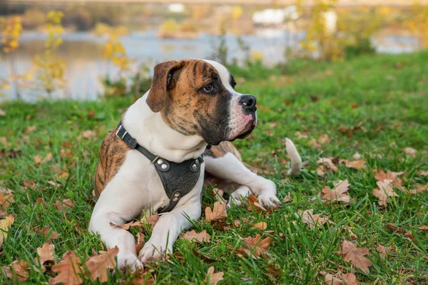 Pappy of the American Bulldog — Stock Photo, Image