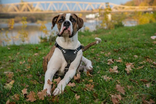 Amerikan Bulldog Pappy — Stok fotoğraf