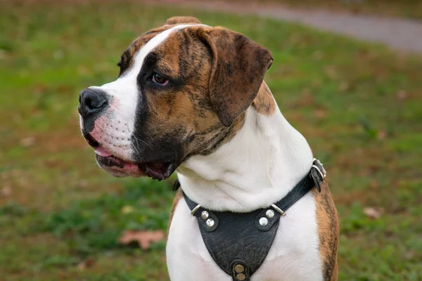 Pappy of the American Bulldog — Stock Photo, Image