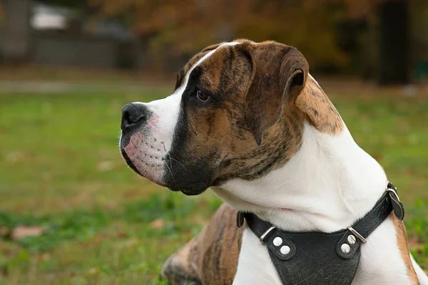 Pappy del Bulldog Americano — Foto de Stock