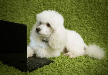 Bir dizüstü bilgisayar ile Dogt