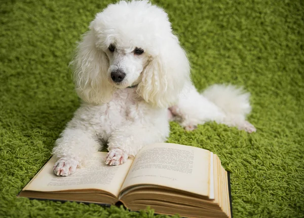 El perro lee el libro — Foto de Stock