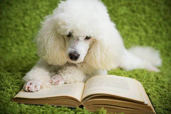 El perro lee el libro — Foto de Stock