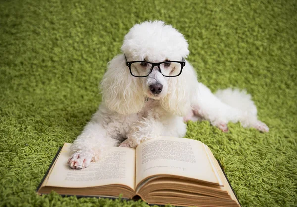 Bir bardak beyaz köpekle