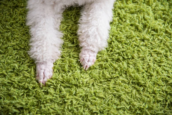 Uszy biały pies — Zdjęcie stockowe
