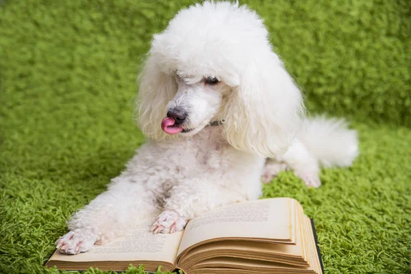 犬の本を読み — ストック写真