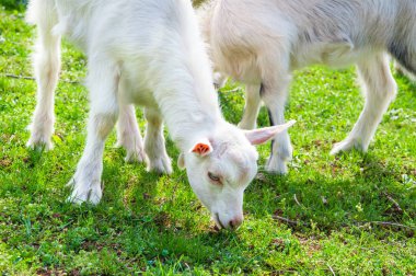 Mera üzerinde genç keçi