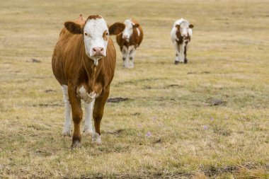 Çayırdaki inekler