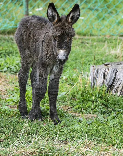 Schattige baby ezel — Stockfoto