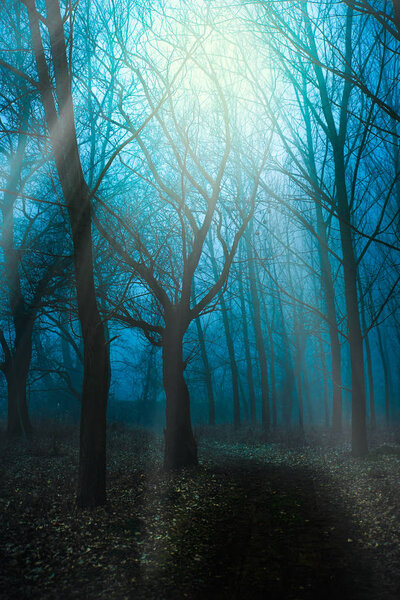 Mystical Morning in the forest with a fog